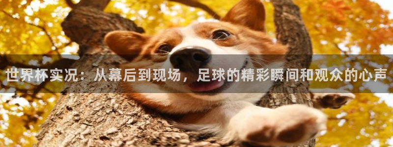 足球世界杯赛程：世界杯实况：从幕后到现场，足球的精彩瞬间和观众的心声