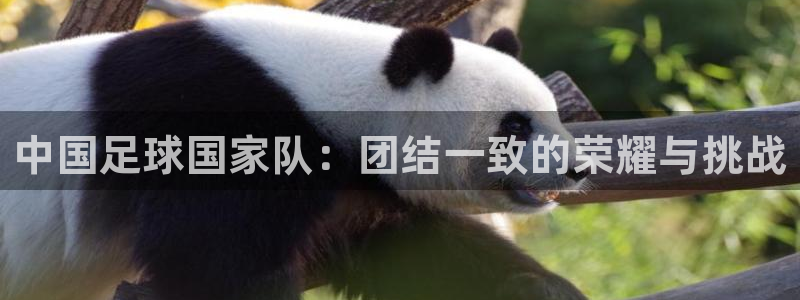 世界杯直播高清：中国足球国家队：团结一致的荣耀与挑战